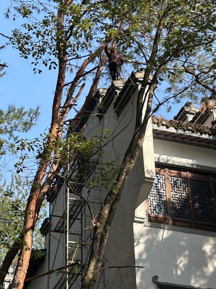 排除隱患，國資公司砍樹解民憂