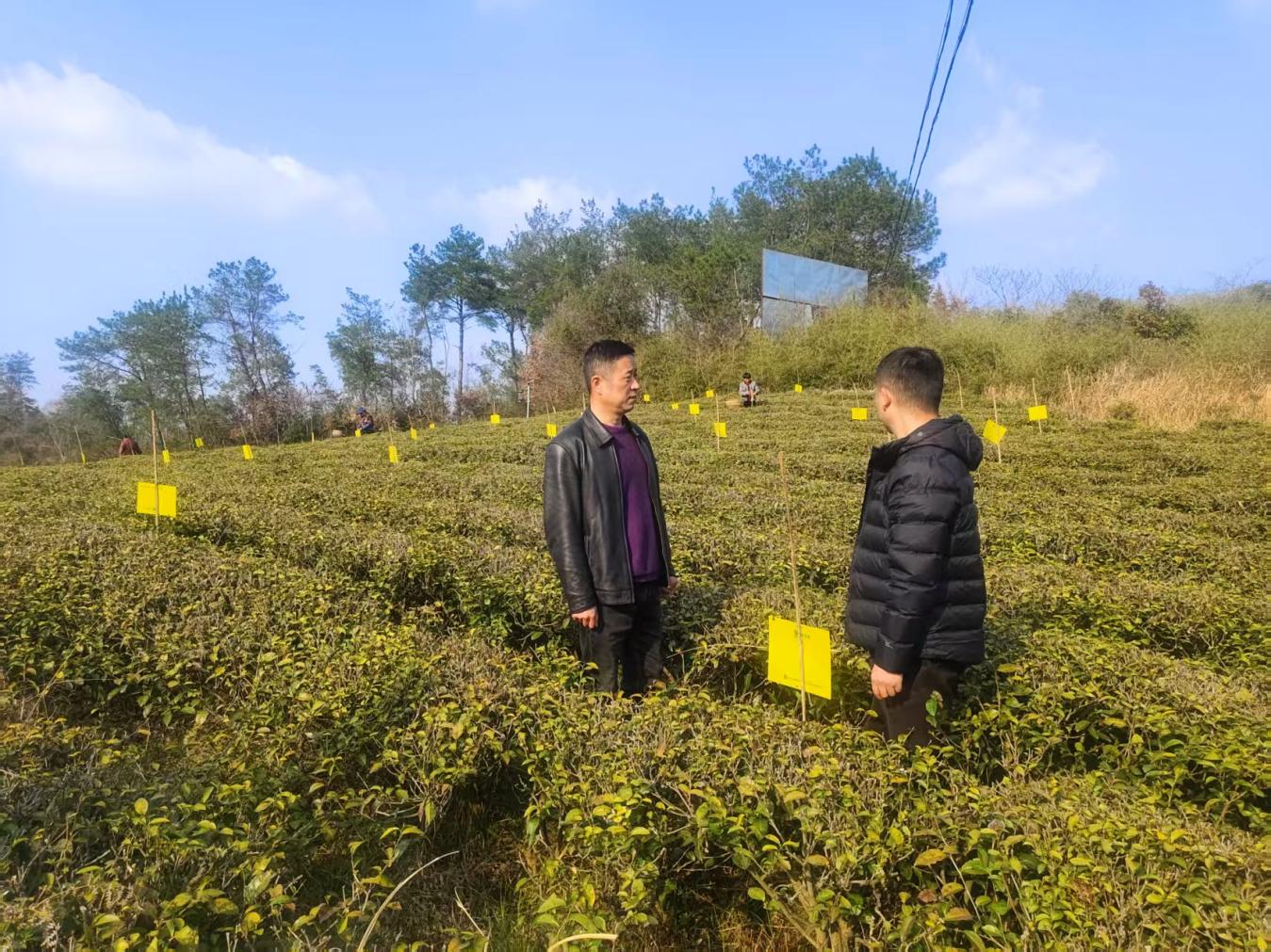 小小黃板 助力茶園綠色防控