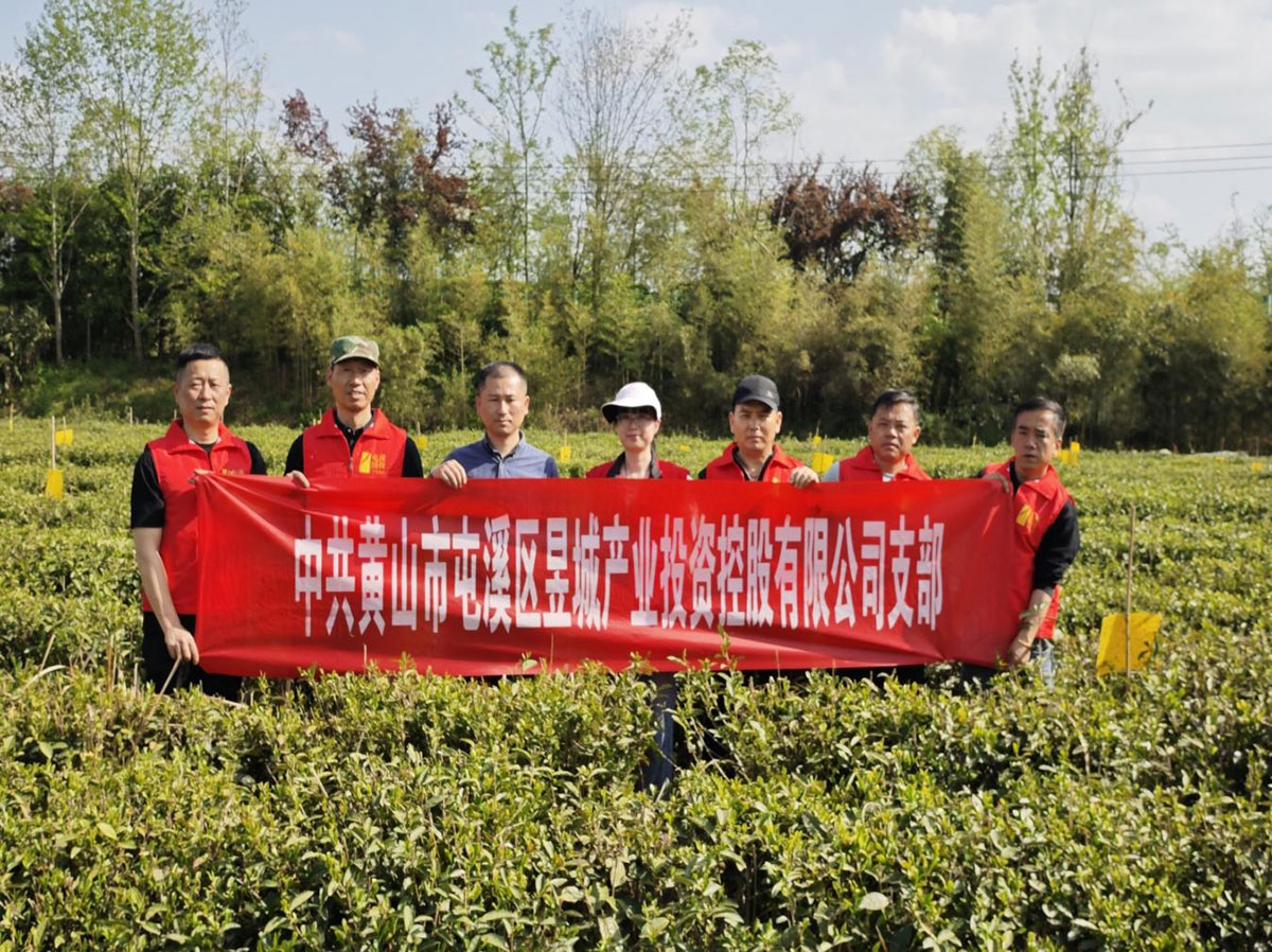昱城產投公司黨支部開展“茶香潤初心，黨旗映茶園”主題黨日活動